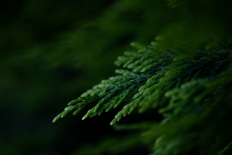 a closeup of green leaf of a tree