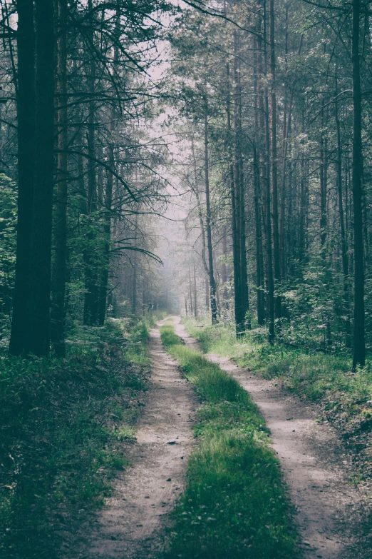 a dirt path in the middle of a forest