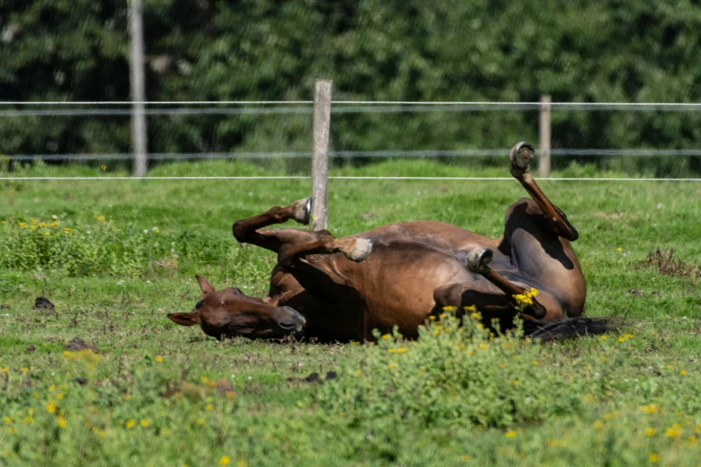 two horses in grassy field with fencing in background