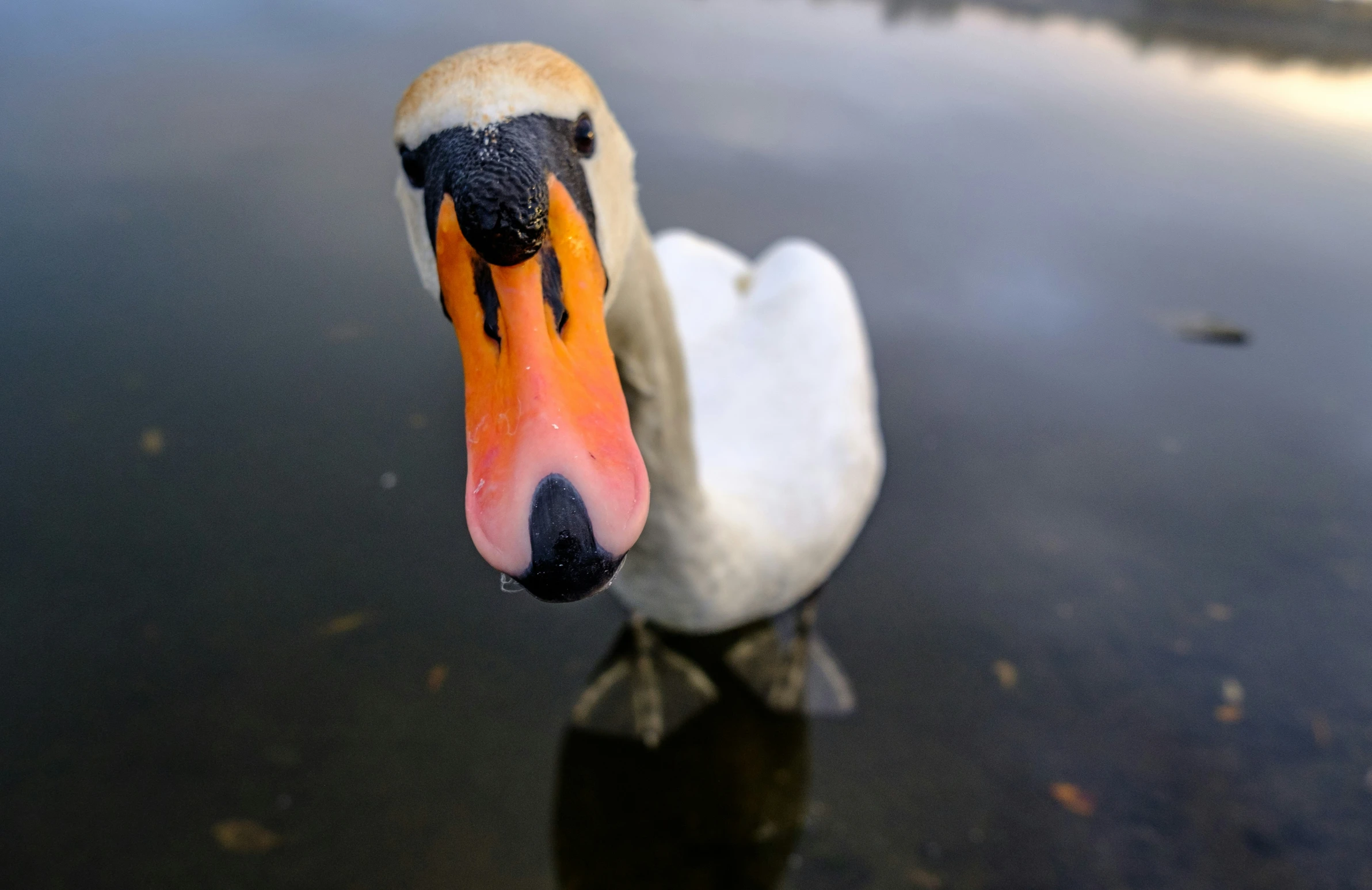 a white swan is standing in a body of water