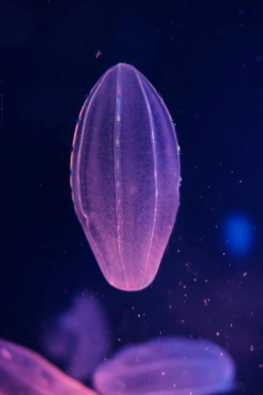 a single jellyfish is swimming under the purple light