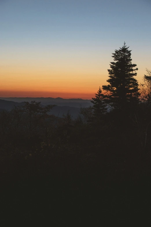 a lone tree is in the sunset