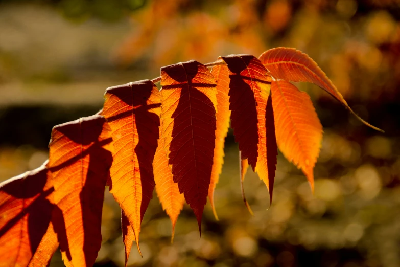 leaves of a tree with red and orange in the sunlight