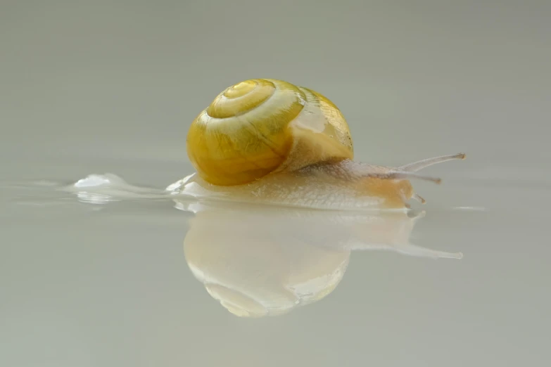 there is a yellow snail with a big shell on it's back