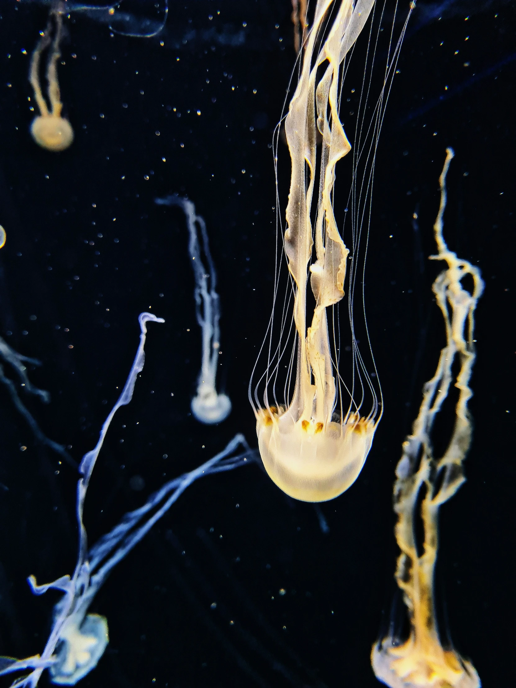 underwater jelly in water with long tentacles attached