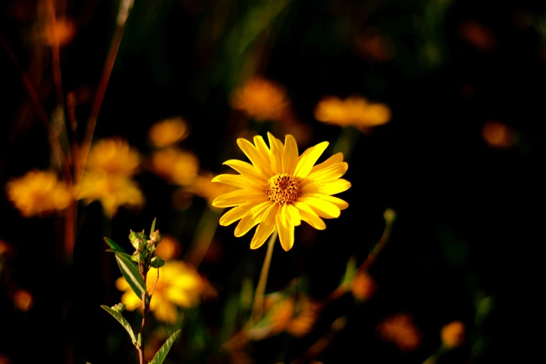 a single yellow flower sitting in a field