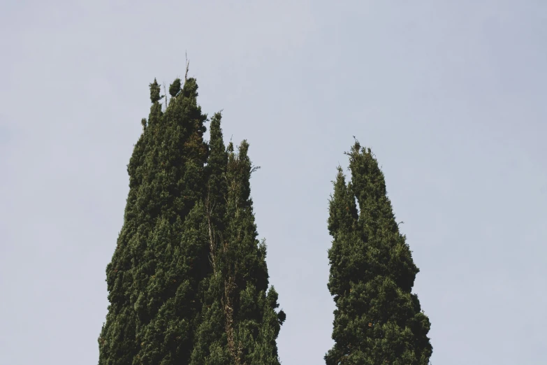 two tall trees in the sky against a clear blue sky