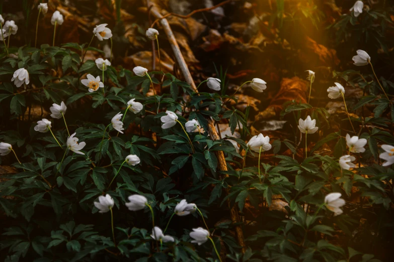 several white flowers in the woods surrounded by vegetation