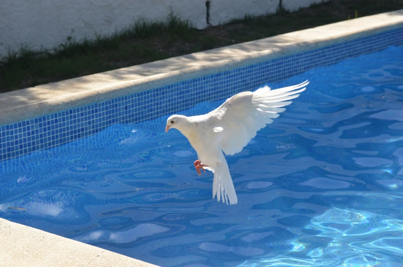 a bird flying over the edge of a swimming pool