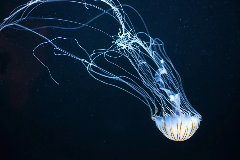 a jellyfish with a lot of jelly in it's tentacles