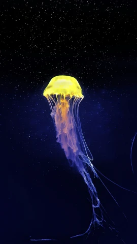 a yellow jelly fish in a deep blue water