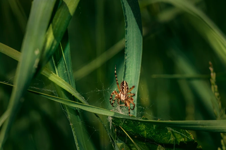 a spider is in the middle of a green stalk