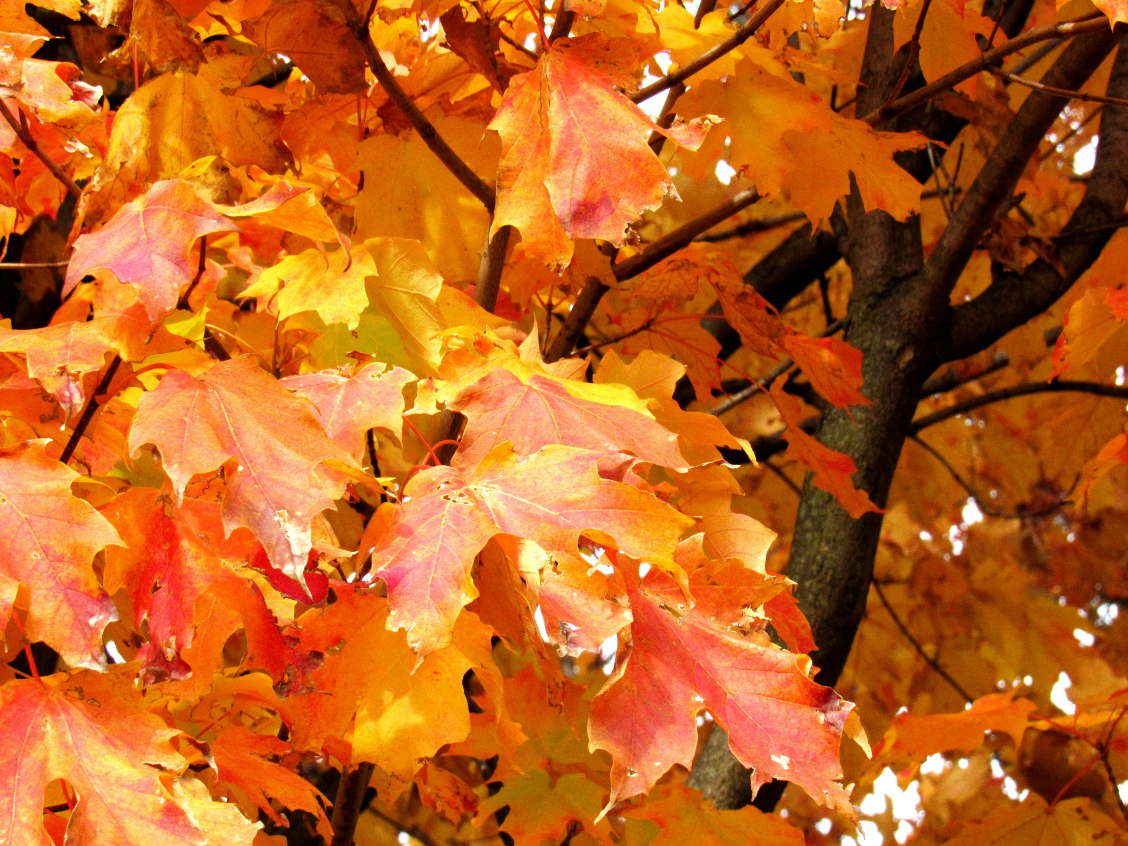 orange leaves are scattered around on this autumn day