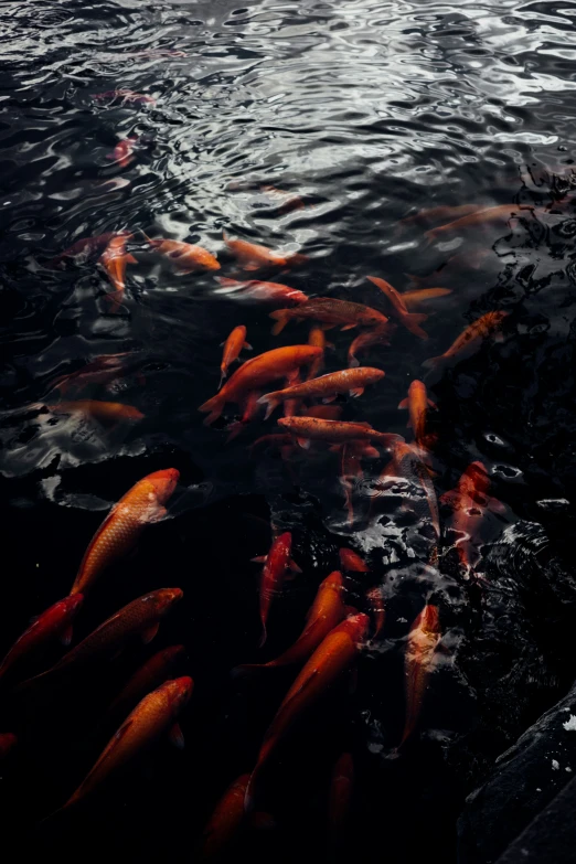many fish are swimming around in the water