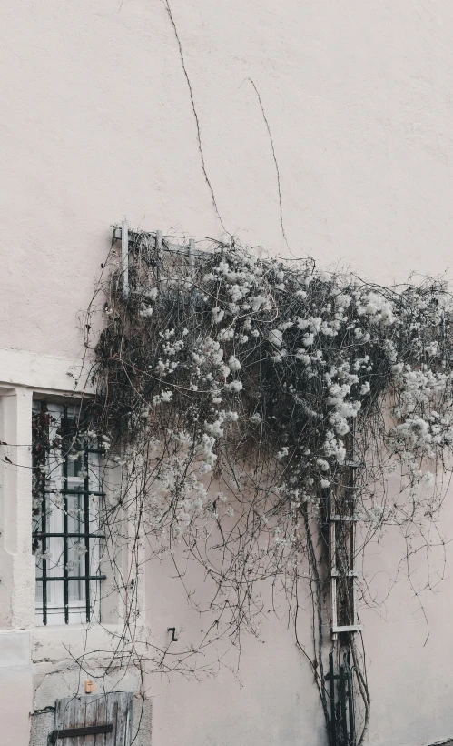 a vine climbing up the side of a building