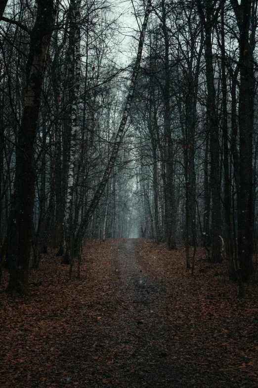 a dirt road surrounded by trees with leaves on the ground