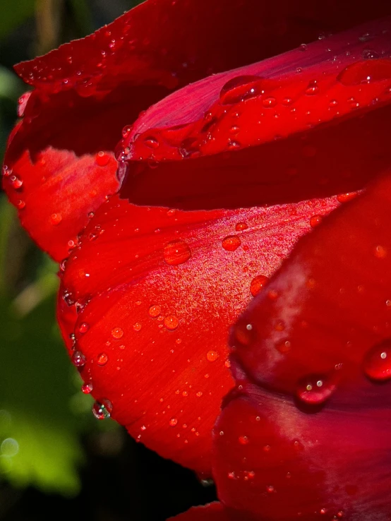 red flower with droplets of dew on it