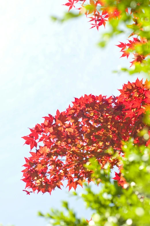 red leaves of trees near blue sky