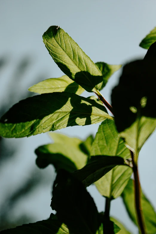 the leaves of a tree are shining against the sky