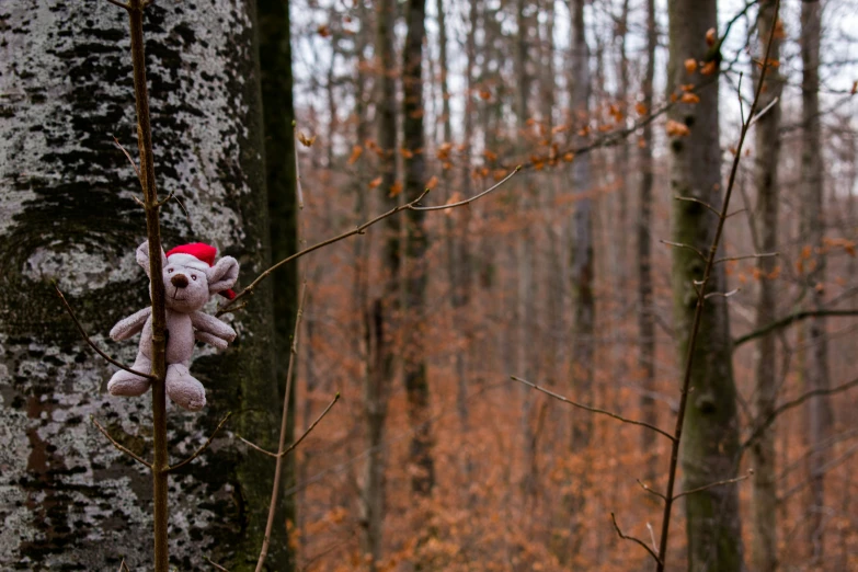 a teddy bear in a red cap is nailed to a tree