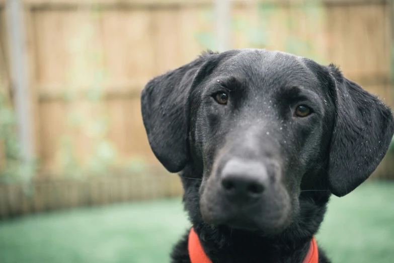 a black dog has an orange collar near the fence