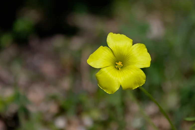 a bright yellow flower with one small petal in the center