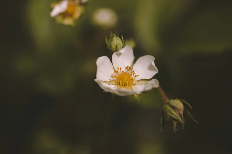 some white flowers that are blooming and some green leaves