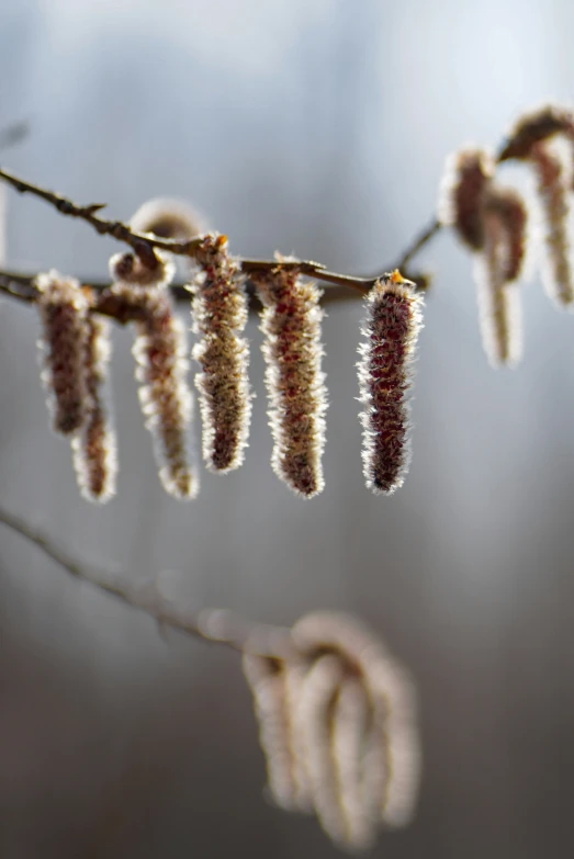 the seeds are showing brown on the nches