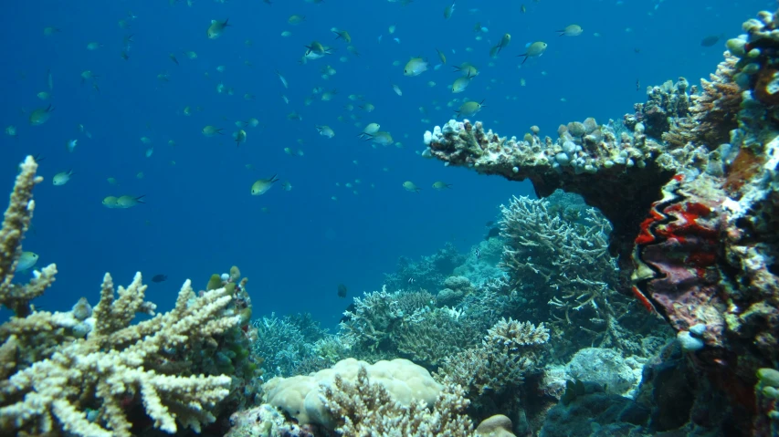 fish swim about in the water next to corals