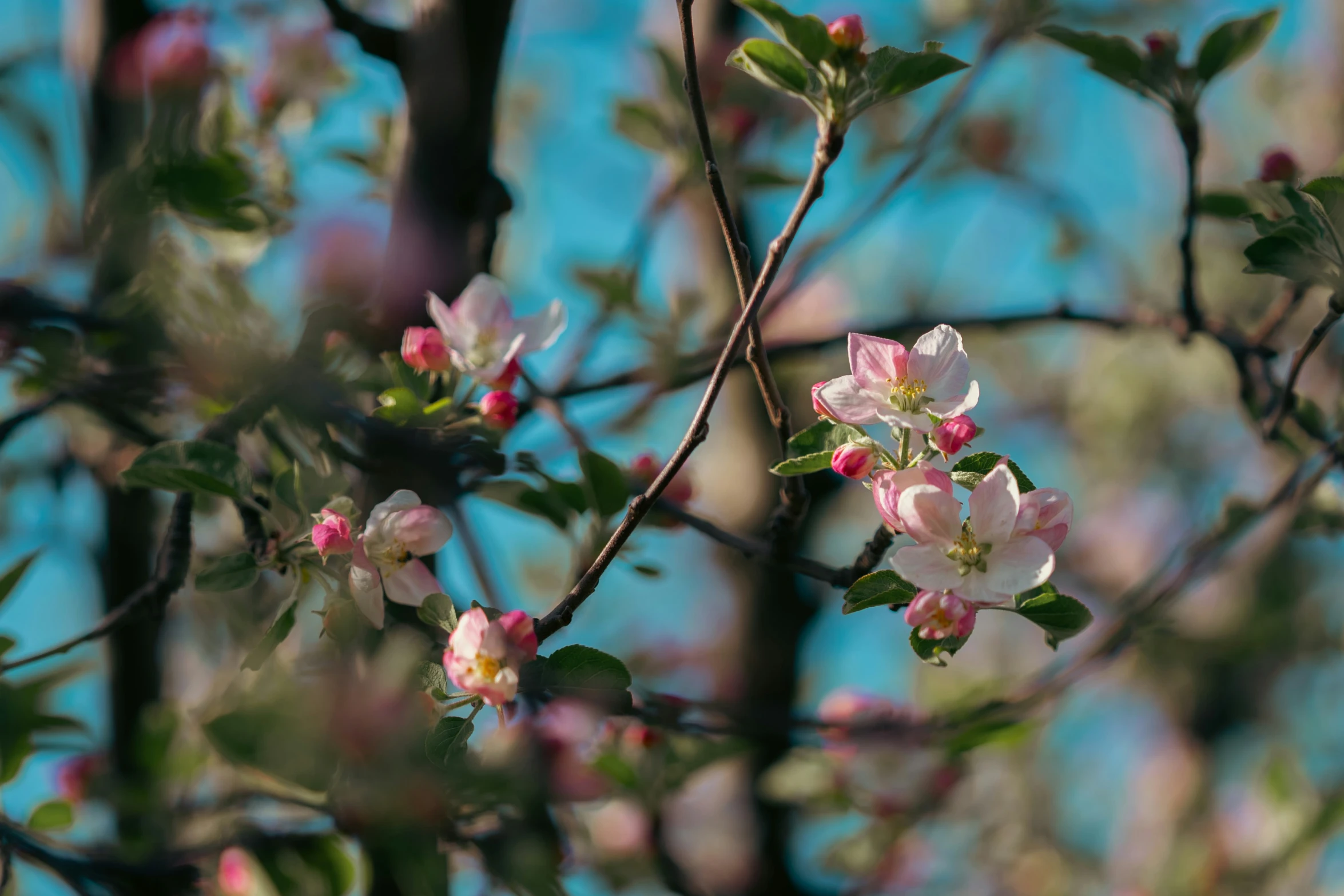 a nch of a flowering apple tree with flowers