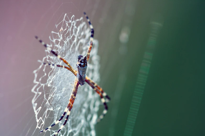 a close - up view of an orb web spider in a garden