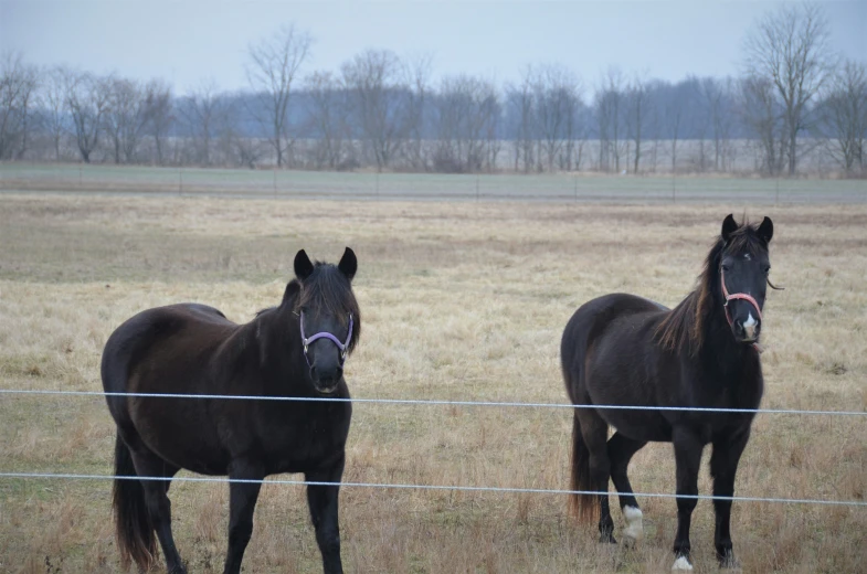 a couple of horses standing next to each other