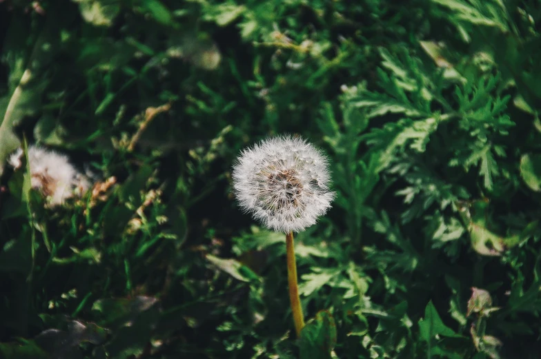 a dandelion is pictured in this macro s