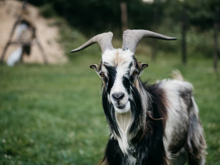this goat with long horns is standing in the grass