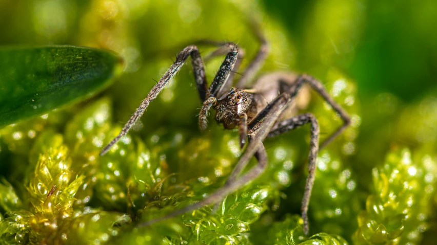 a close up of a spider in a mossy area