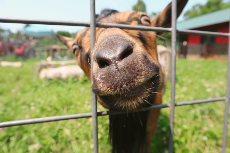 a goat that is sticking its head through a wire fence