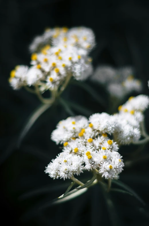 some pretty yellow and white flowers on a black background