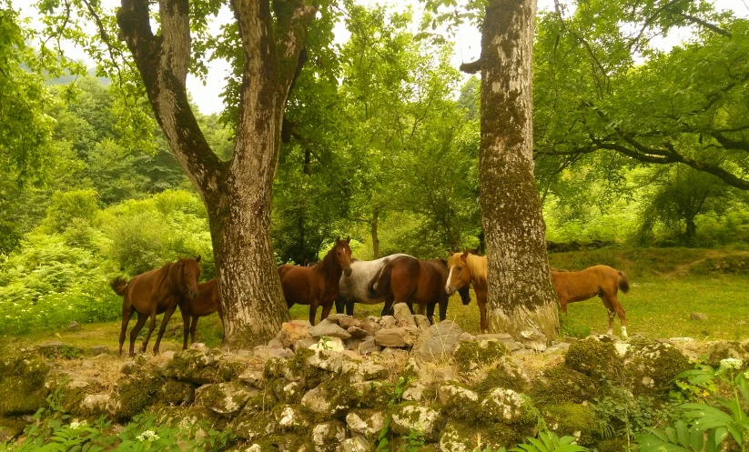 a group of horses standing in the woods