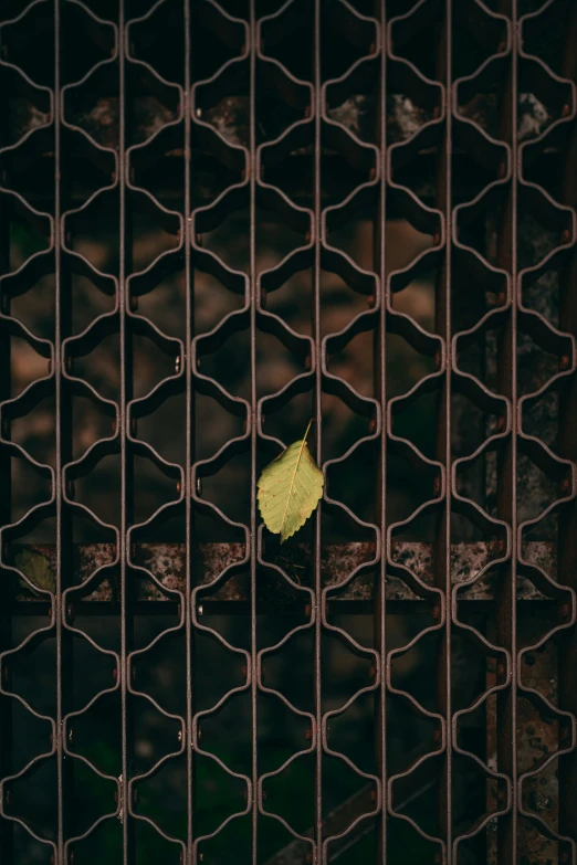 a leaf is sitting on the bottom of a metal grate