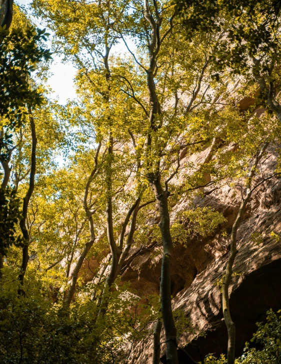 tree covered hill with rock face and leaves