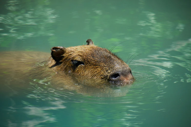 a very large animal is swimming through some water