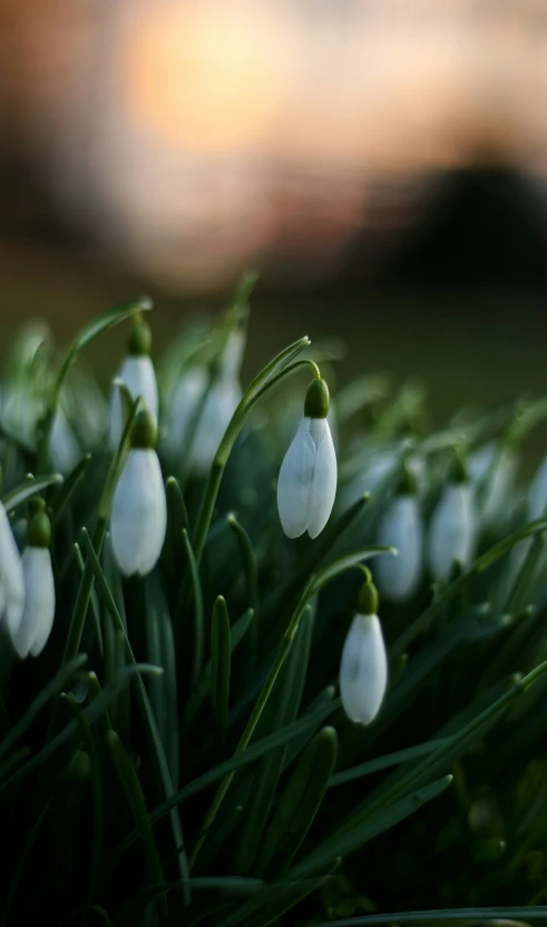 snowdrops are blooming in the grass near the ground