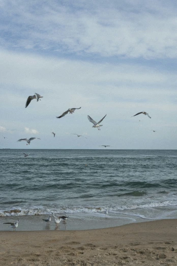 seagulls flying in the air over the ocean