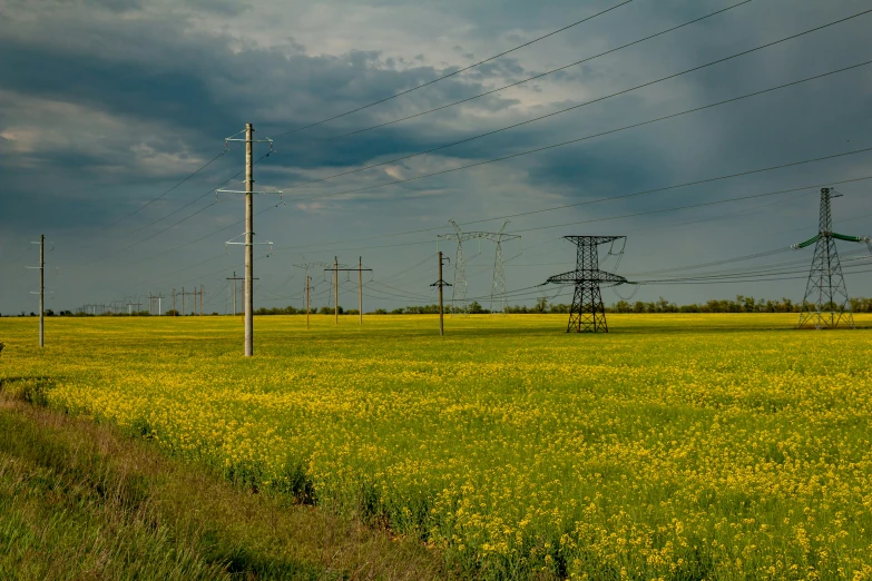 a field covered in lots of green and yellow grass