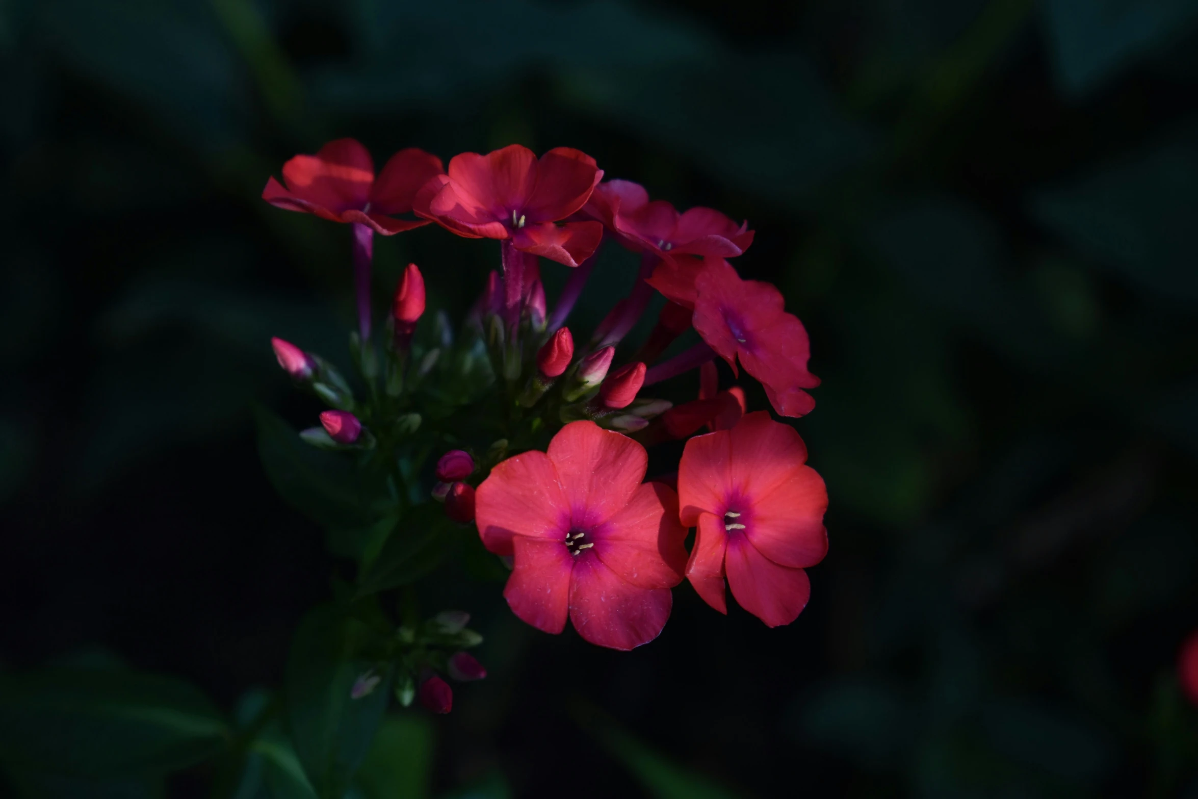 pink flowers with dark background in pograph