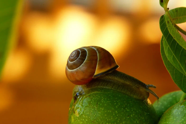 a snail crawling on an orange that has been unripe