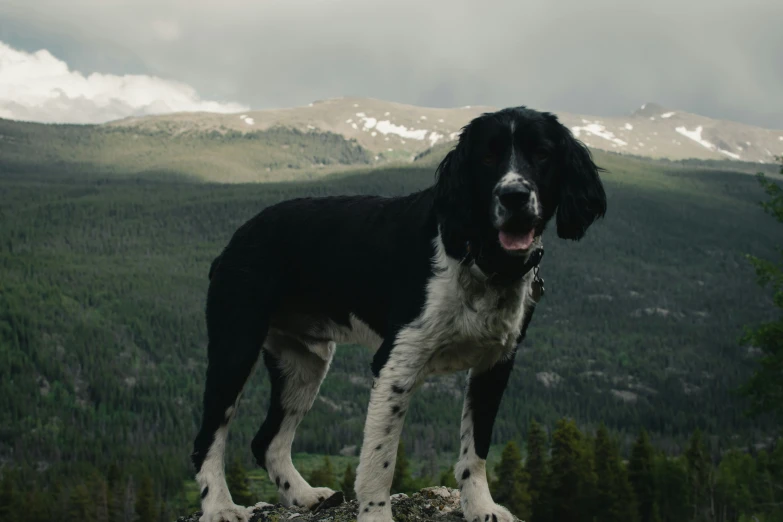 a dog with it's mouth open, on top of a mountain