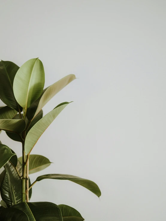 the leaves of a plant against a white background