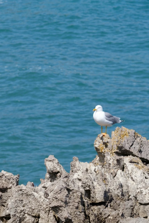 the seagull is standing on some rocks by the ocean