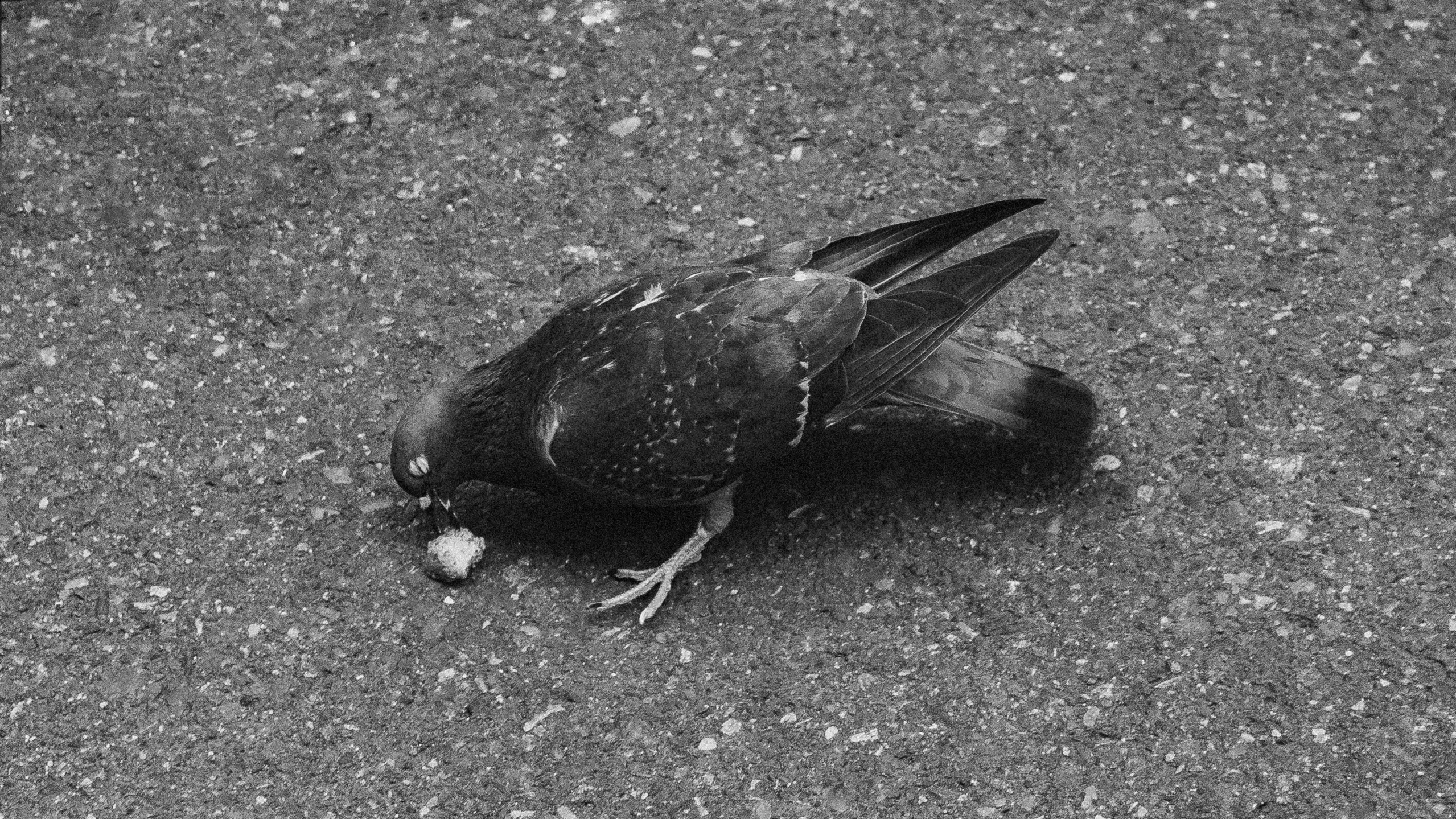 a bird laying on the ground with its wings spread